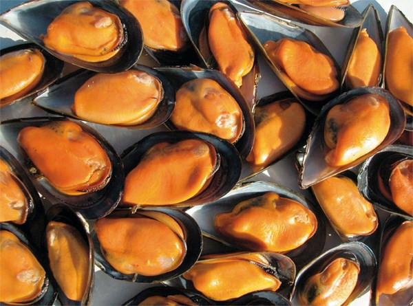 Mejillones