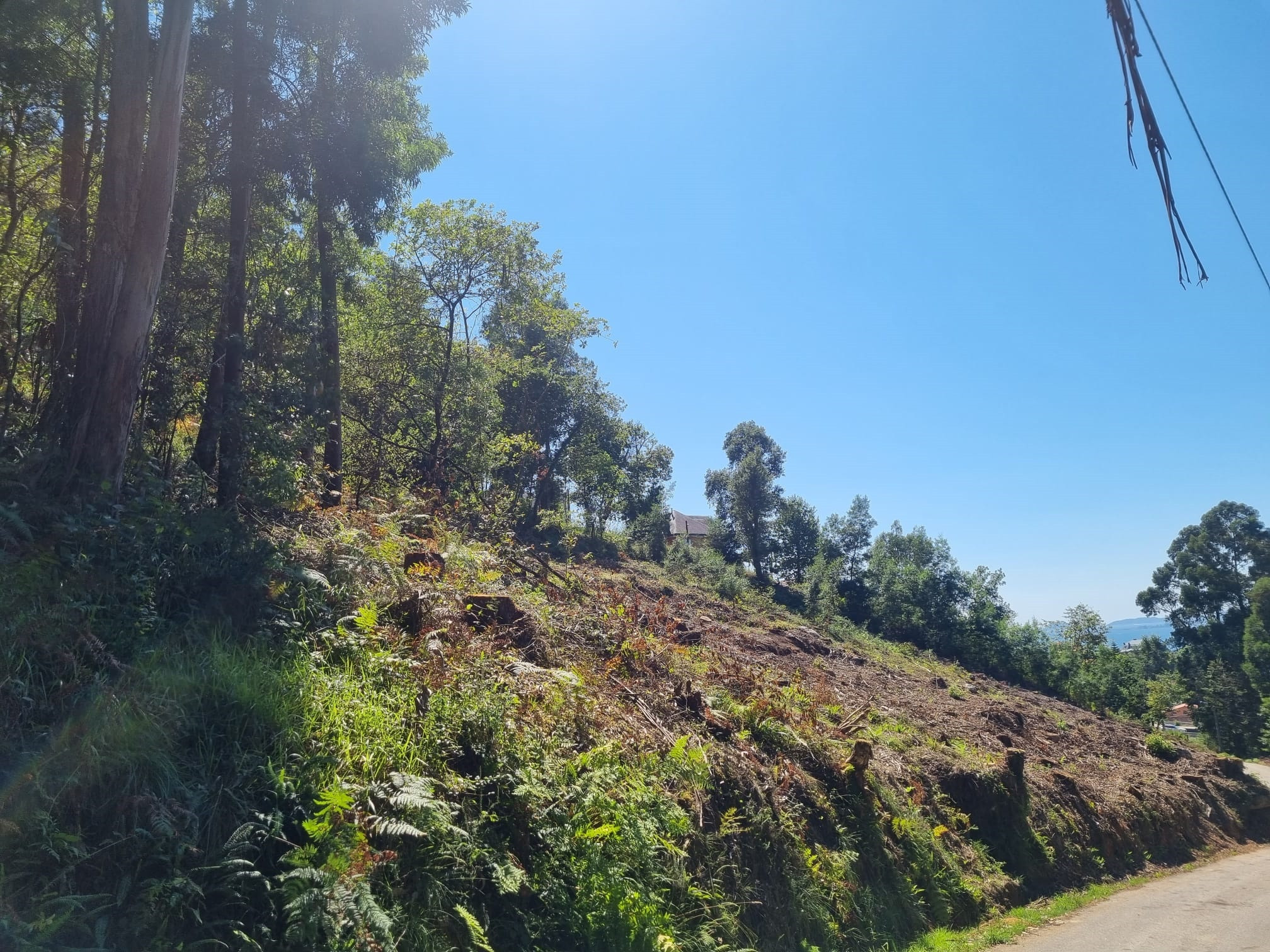 Ecologistas denuncian una tala de árboles en la zona verde del Rego Fondón  en Redondela (Pontevedra)