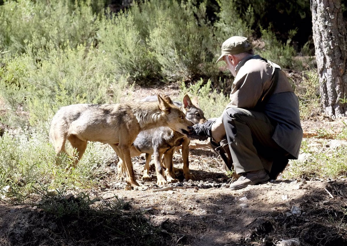 Cuántos lobos hay en Galicia? La Xunta estima 90 manadas de hasta 8  ejemplares; con suerte, la mitad, dicen conservacionistas