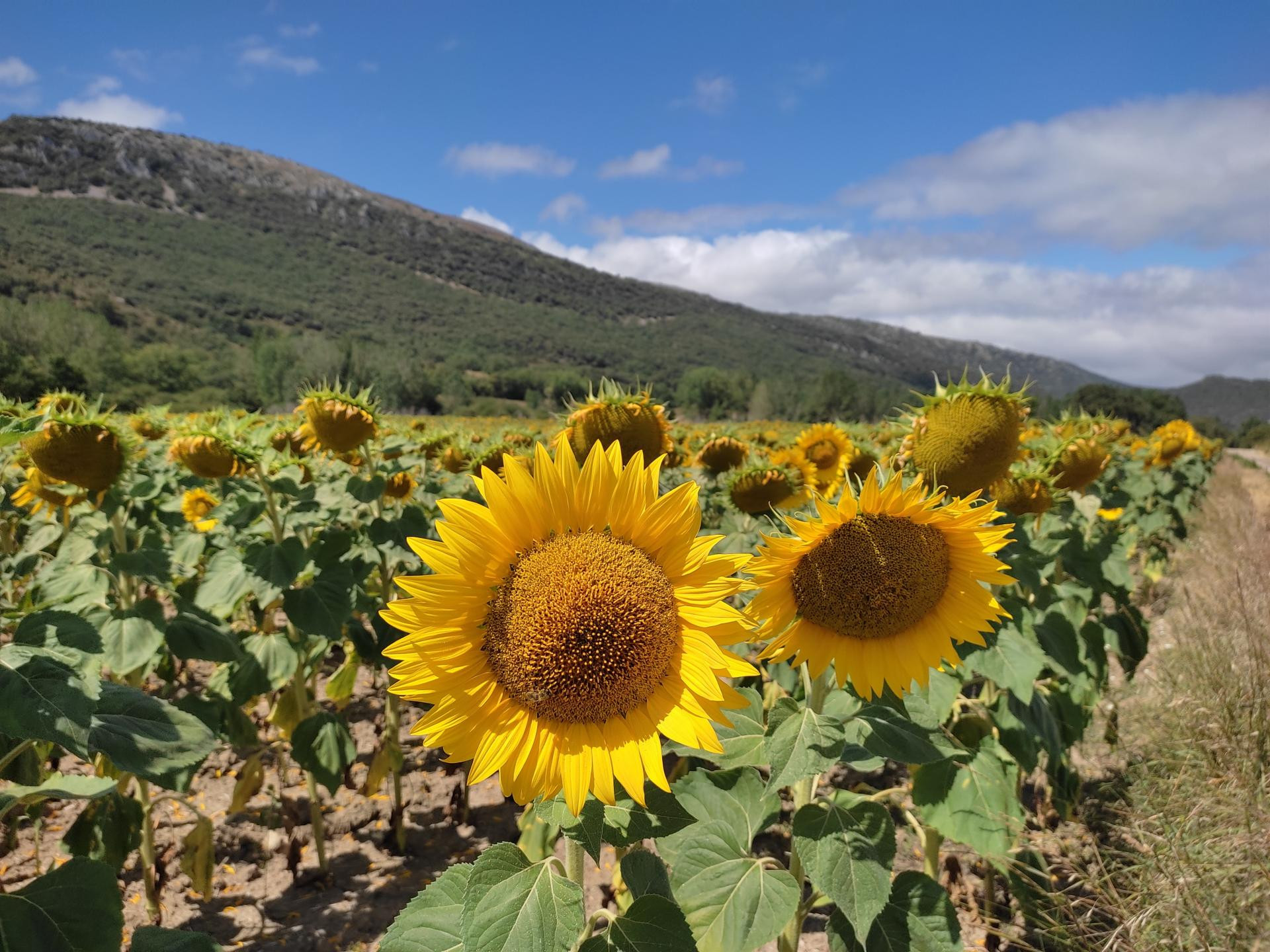 El aceite de girasol puede escasear debido a la guerra en Ucrania,  advierten empresarios de Lugo