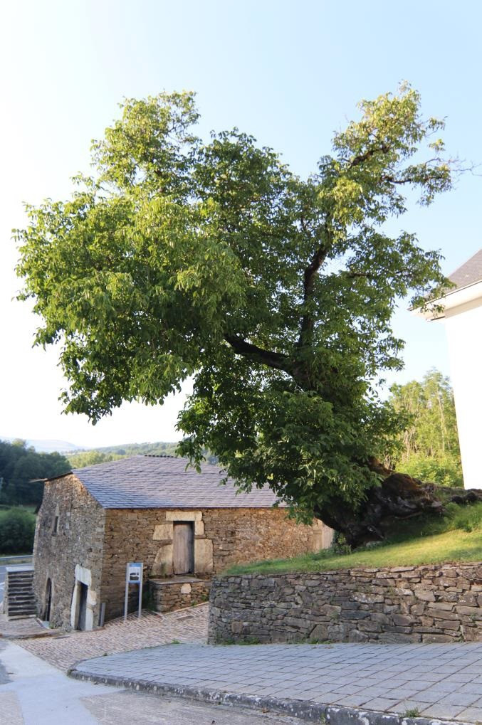 El catálogo de árboles singulares de Galicia suma el nogal del Camiño  Vello, situado en Triacastela