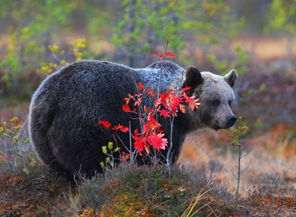 El oso pardo vuelve a repoblar los montes callegos, con casi una docena de  ejmeplales en Os Ancares y O Courel