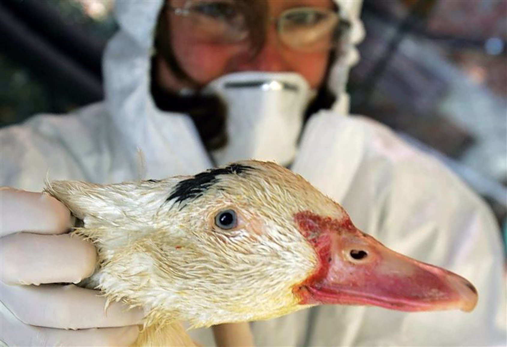 Many cows in the stables and dozens of birds died from bird flu. Could Galicia be the source of a new pandemic?