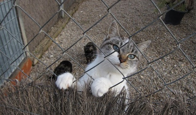 Piden investigar y retirar la licencia del cazador que disparó a un gato