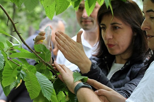 ​La Xunta destina 1,4 millones de euros para replantar viñedos afectados por las heladas