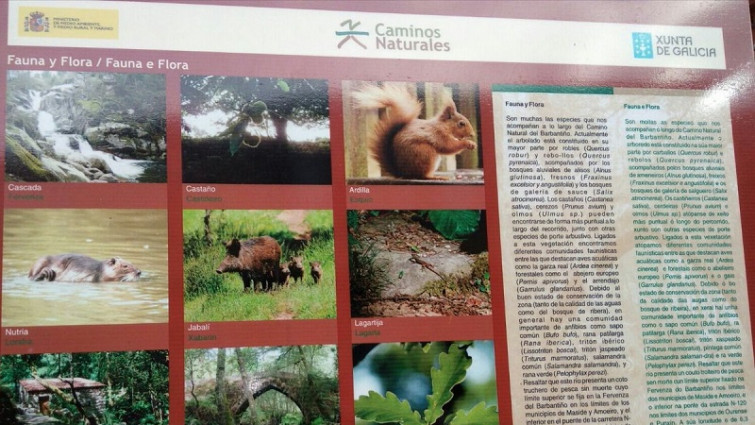 La Xunta promociona en un cartel una especie invasora