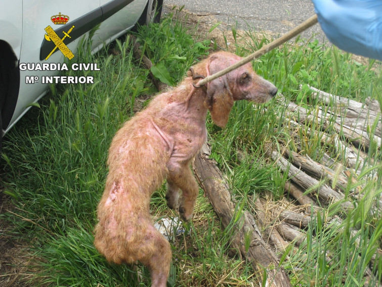 El Seprona detiene a un hombre en Soutomaior por maltratar a 15 perros