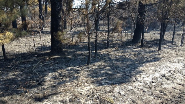 ​Unos chavales que quemaron unos cuadernos provocaron un incendio que calcinó 14 hectáreas en Ourense