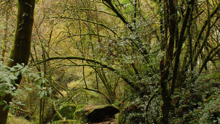 ¿Cuáles son los árboles que más arden de los que hai en los montes gallegos?