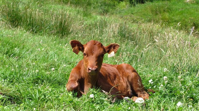 Más de la mitad de la carne de vacuno con denominación de origen se envía fuera de Galicia