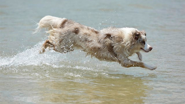 Concentración contra la declaración de 'playas caninas' en los arenales de Foz y de A Calzoa