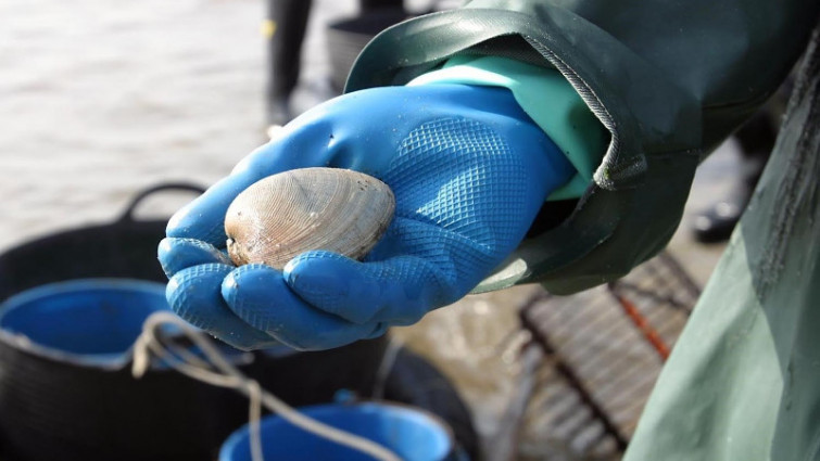 El interior de la ría de Pontevedra abre al marisqueo casi 20 años después