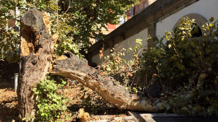 Un árbol de grandes dimensiones se desploma en el casco viejo de Ourense