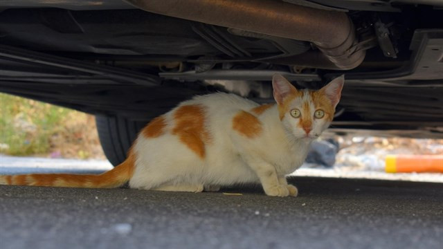 UDC descubre que los dueños de gatos tienen más riesgo de envejecimiento inflatamatorio