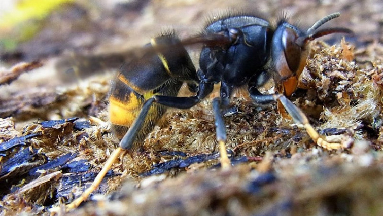 Avispas velutinas matan a un vecino de Pantón (Lugo), cuarto fallecido por estos insectos en dos años