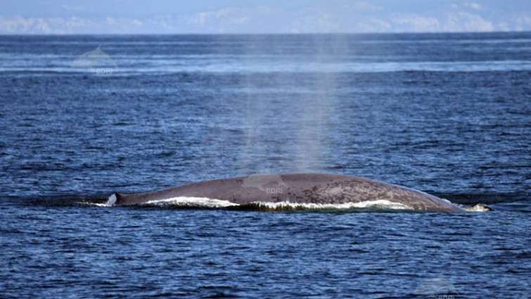 Vuelven a avistar una ballena azul en aguas gallegas, cerca de Ons