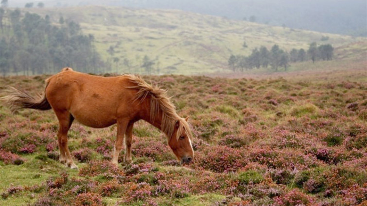 Colectivos animalistas logran 3.500 firmas en 72 horas contra el maltrato a caballos