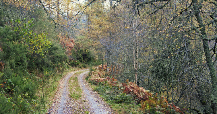 Medio Rural anuncia ahora un Plan Forestal que lleva cuatro meses 