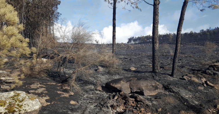 Las estimaciones de la ola de incendios se quedaron cortas, arrasó casi 50.000 hectáreas