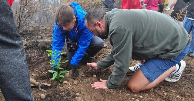 ​La Cidade da Cultura invita a los ciudadanos a realizar plantaciones simbólicas de árboles