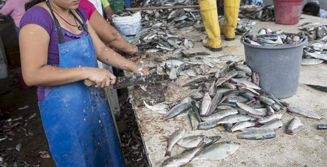 Se plantean mejoras en la pesquería de sardinas ante su posible cierre