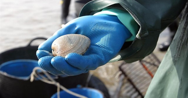 El marisco de la ría de Ferrol se podrá vender sin necesidad de tratamiento