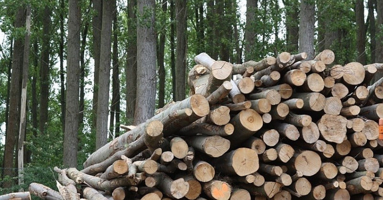 El gobierno gallego fomenta la venta de la madera de los montes quemados