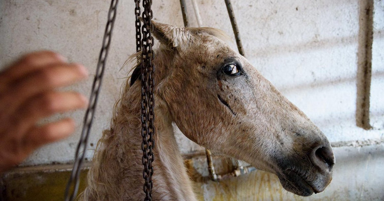 Aparecen cepos y trampas para caballos en cuatro localidades gallegas