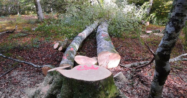 El sector forestal y de la madera apuesta por la 