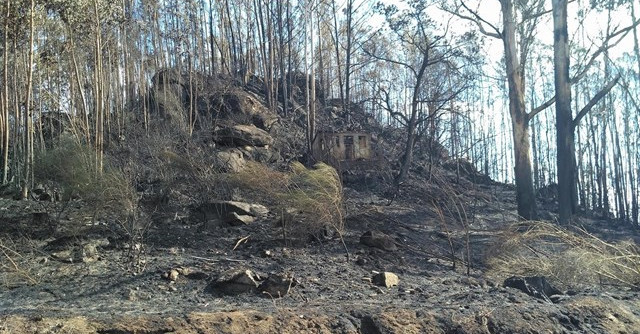 'Amigos da Terra' llevará a cabo actuaciones de regeneración de montes quemados en Ourense