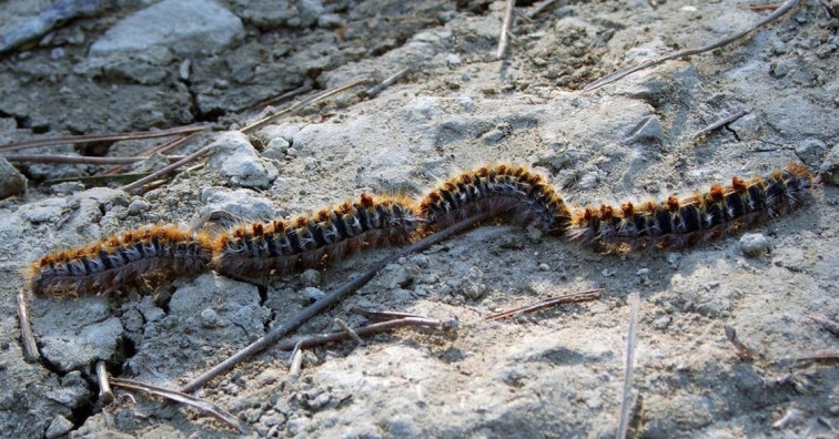 Una plaga de los pinos amenaza con provocar 