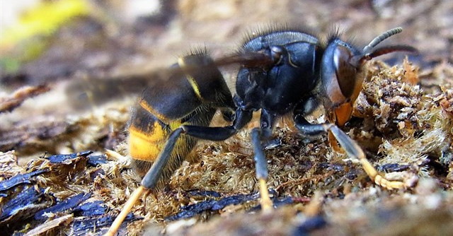 Stop Velutina demanda en la Cámara 