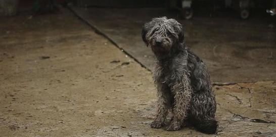 El comercio ilegal de animales en Galicia: 