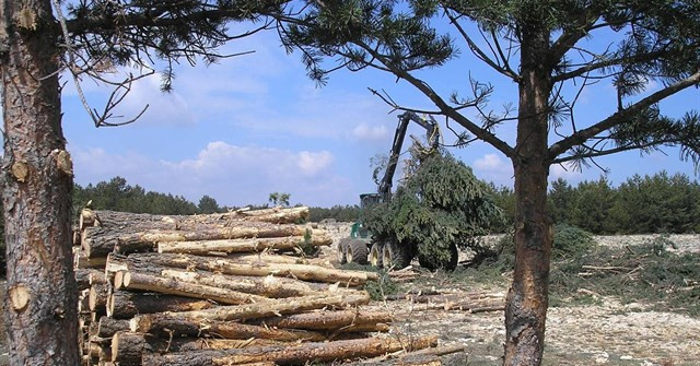 ​El sector del monte reclama a la Xunta que no apruebe con prisas el plan forestal