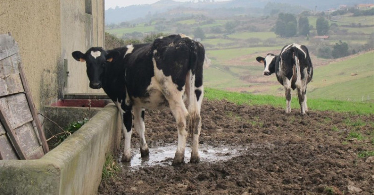 Encuentran el cadáver de una vaca en el cauce del río Umia en Cuntis