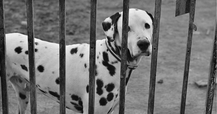 El colectivo 'Libera!' detecta  hasta 19.000 animales abandonados en Galicia durante 2017