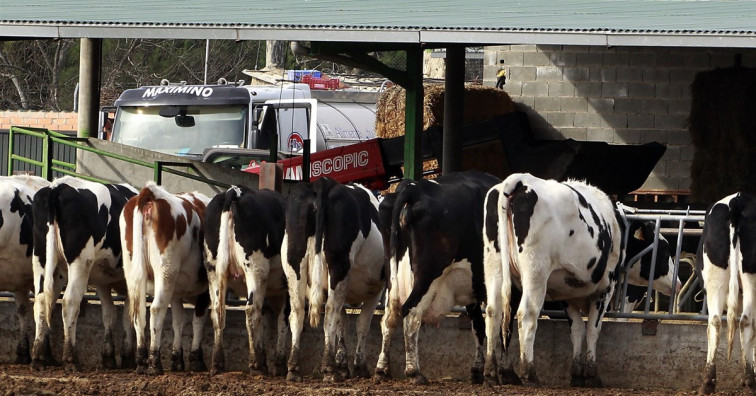 La Fruga denuncia el sacrificio de “mil vacas sanas” al año en Galicia