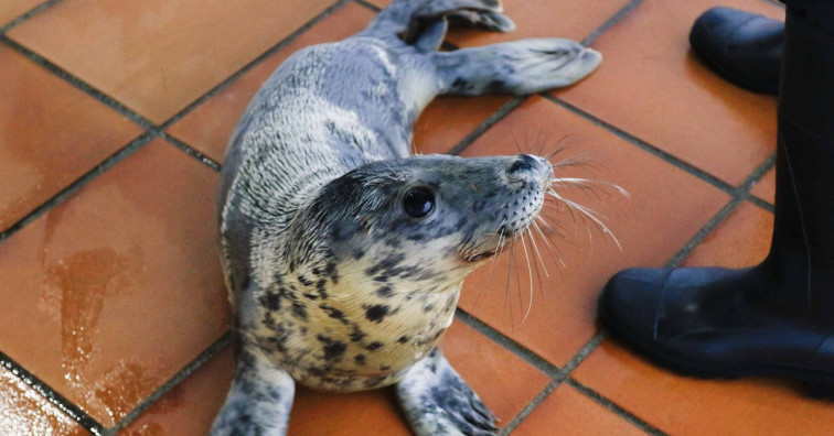 ​Una foca que llegó enferma y desnutrida a Galicia se recupera 