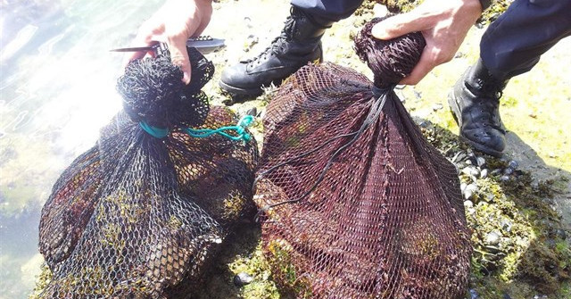 ​Intervenidos casi 200 kilos de marisco en controles en Arousa y la ría de Pontevedra