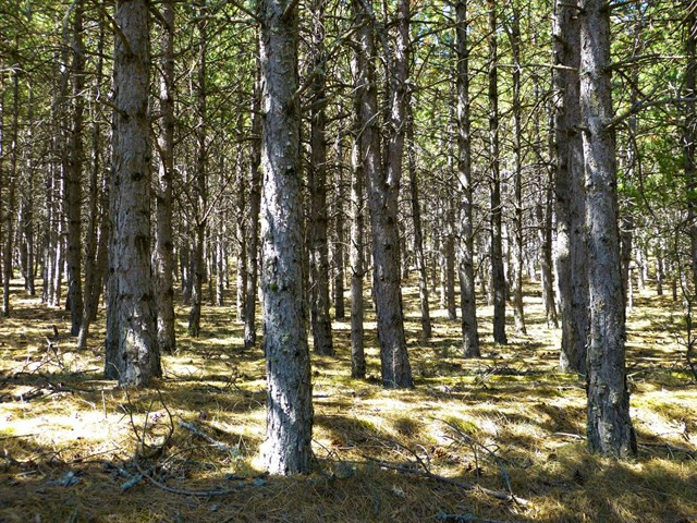 Finsa y la Asociación Forestal de Galicia promueven un plan para 