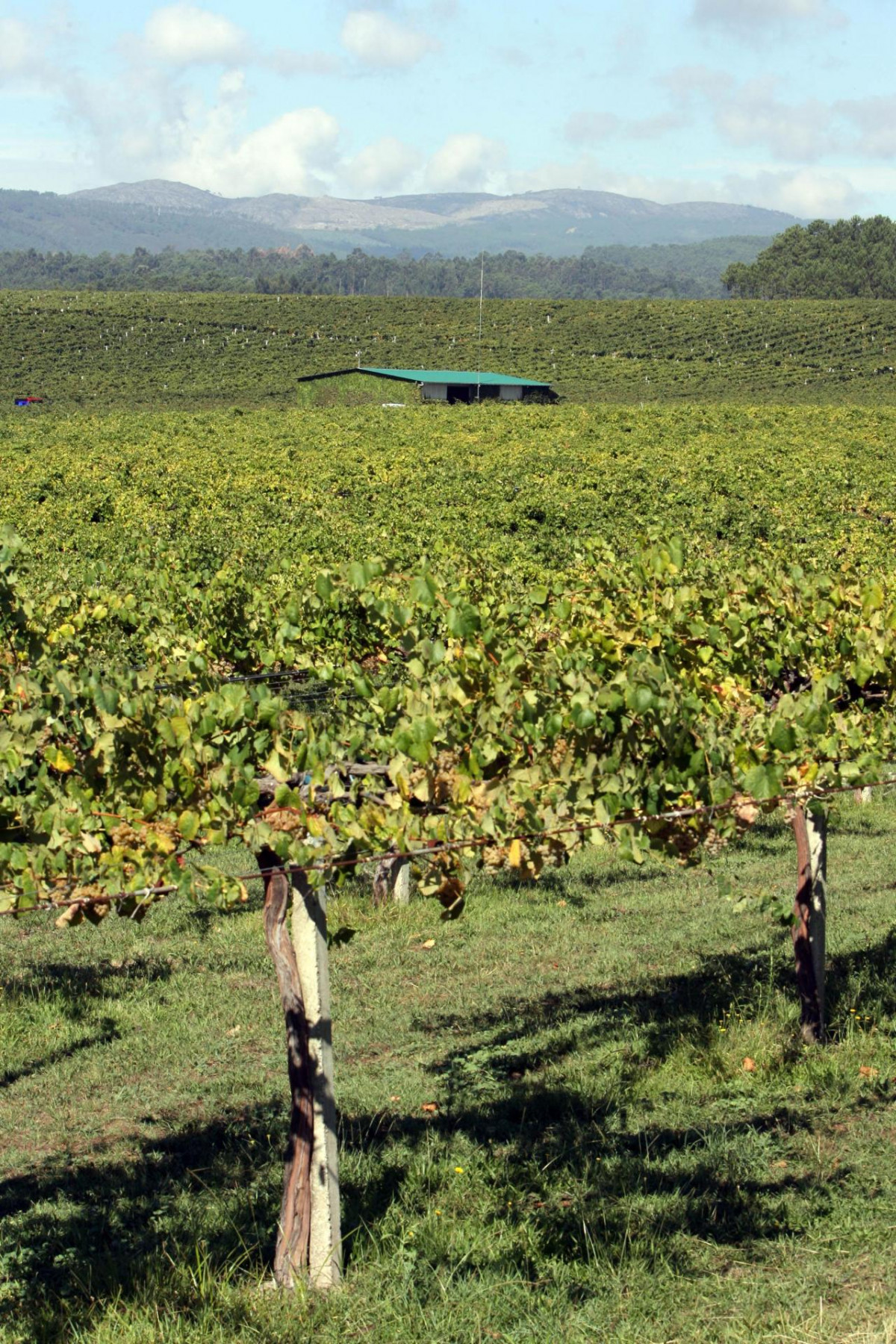 Vendimia en As Rías Baixas