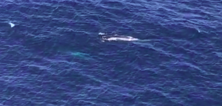 VÍDEO: Ballena y cría frente a la costa gallega