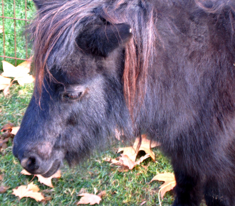 157.000 firmas piden la prohibición de atracciones con ponis, caballos y burros en ferias y fiestas