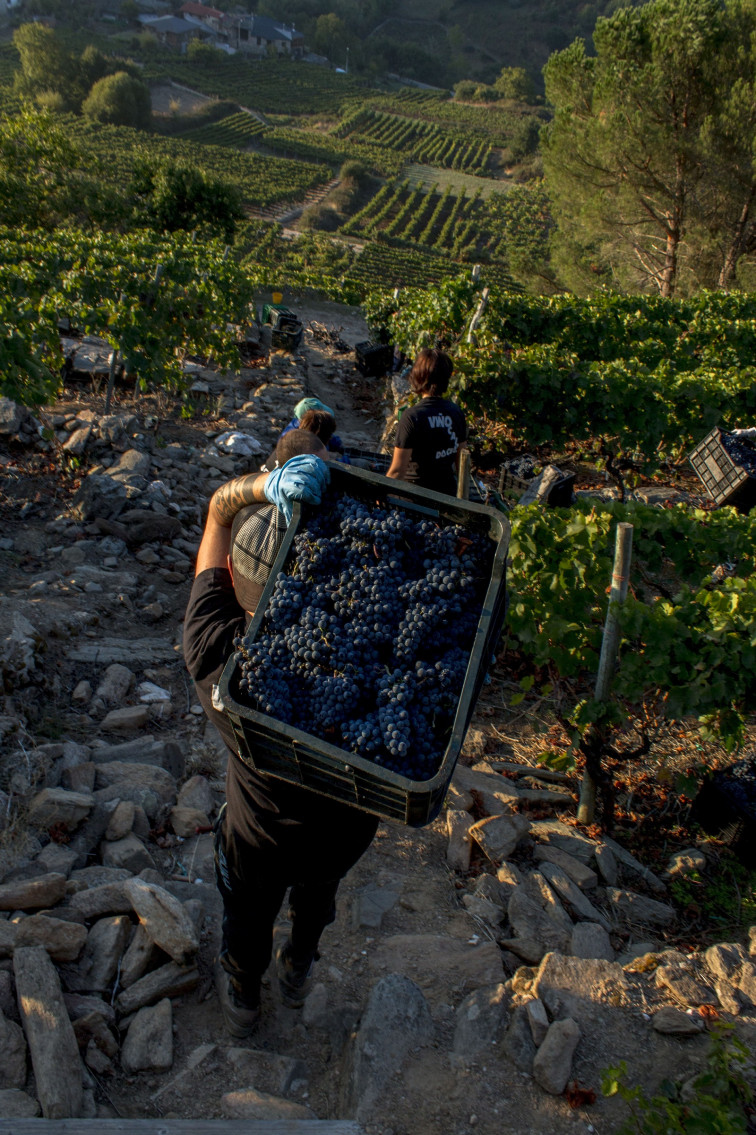 La vendimia de la D.O. Ribeira Sacra debe empezar el 25 de septiembre