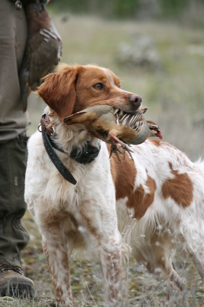 BNG y FFW acuerdan enmendar la futura Ley de Protección Animal