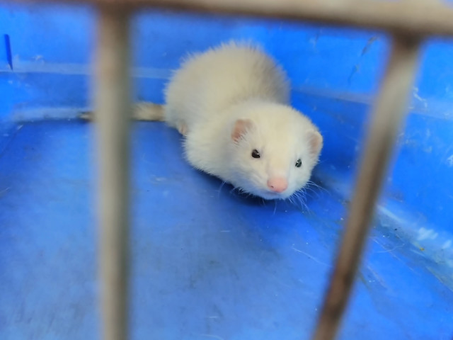 El hurón albino localizado en Teis.