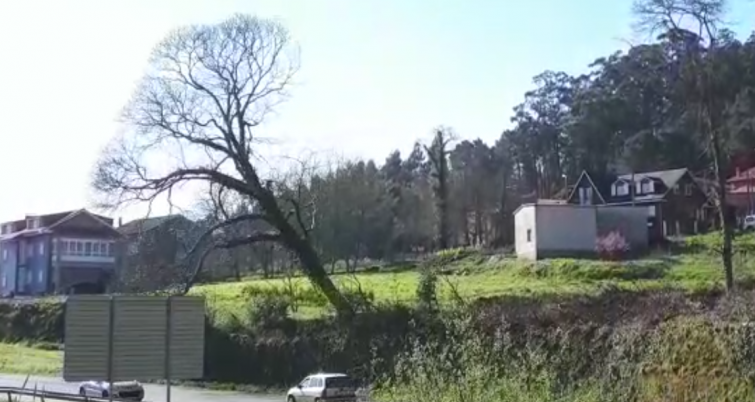 (VÍDEO) Los conductores de una carretera de Noia se salvan de la caída de un árbol