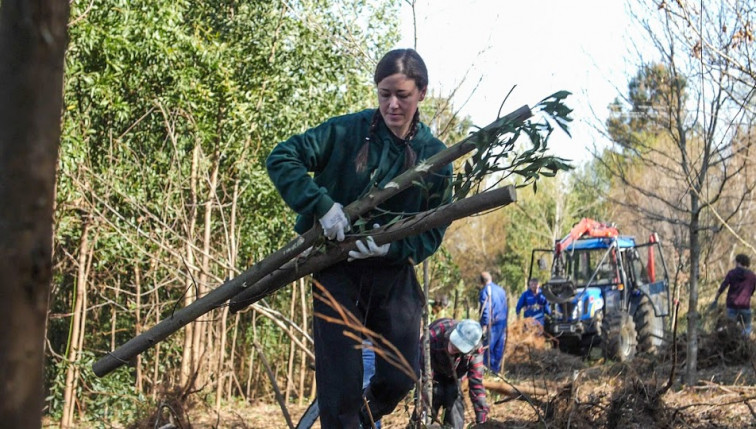 Cientos de voluntarios arracan 205.000 eucaliptos para combatir los incendios