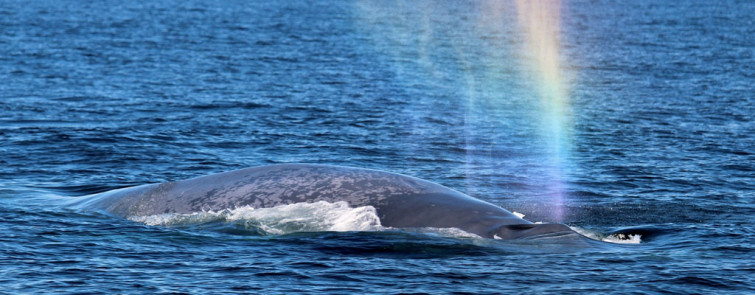 Ya se puede salir a avistar delfines, y puede que ballenas, de la mano de científicos gallegos