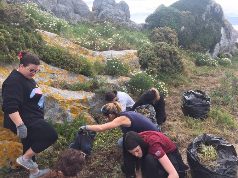 Voluntarios retiran más de una tonelada de plantas invasoras en las Cíes y Ons